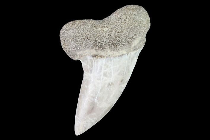 Mako Shark Tooth Fossil - Sharktooth Hill, CA #94682